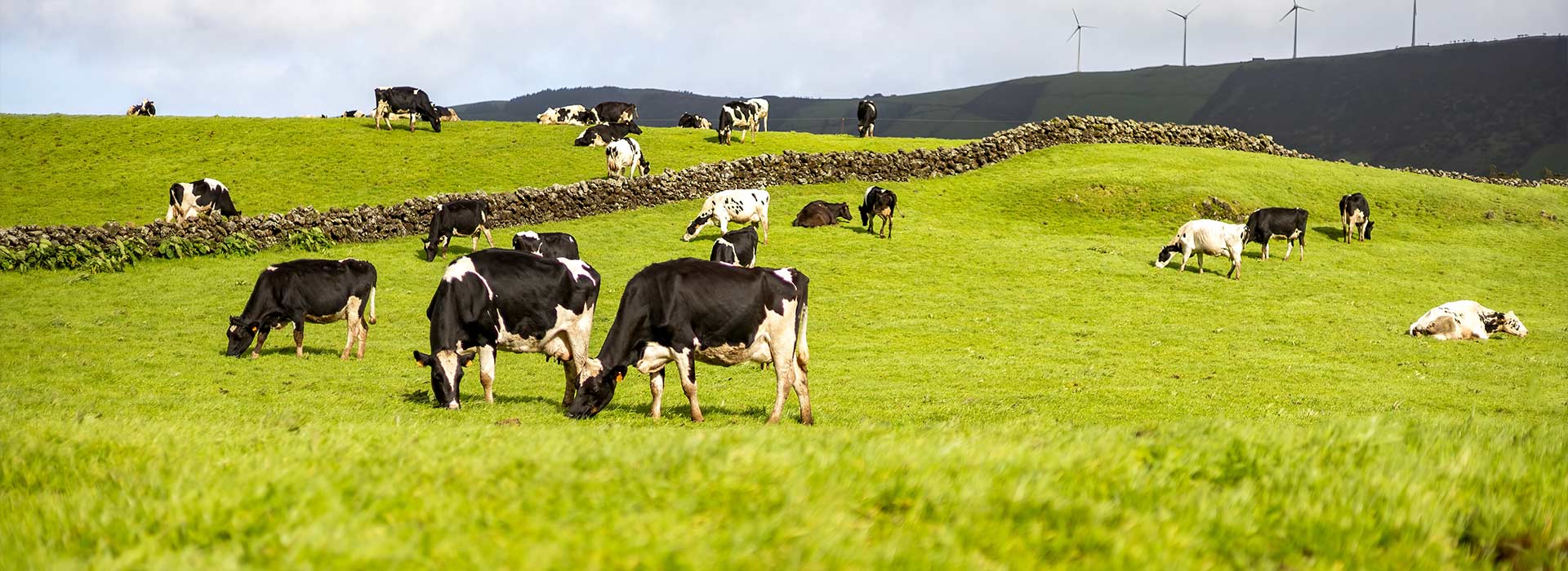 Vendita attrezzature zootecniche usate